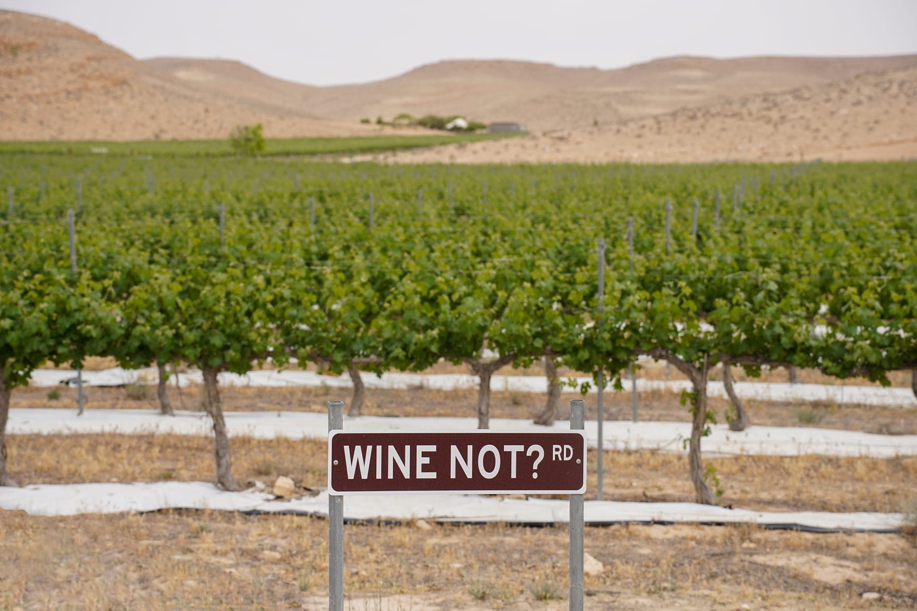 Northern Corsica Wine Travel Guide (Corsica, France)