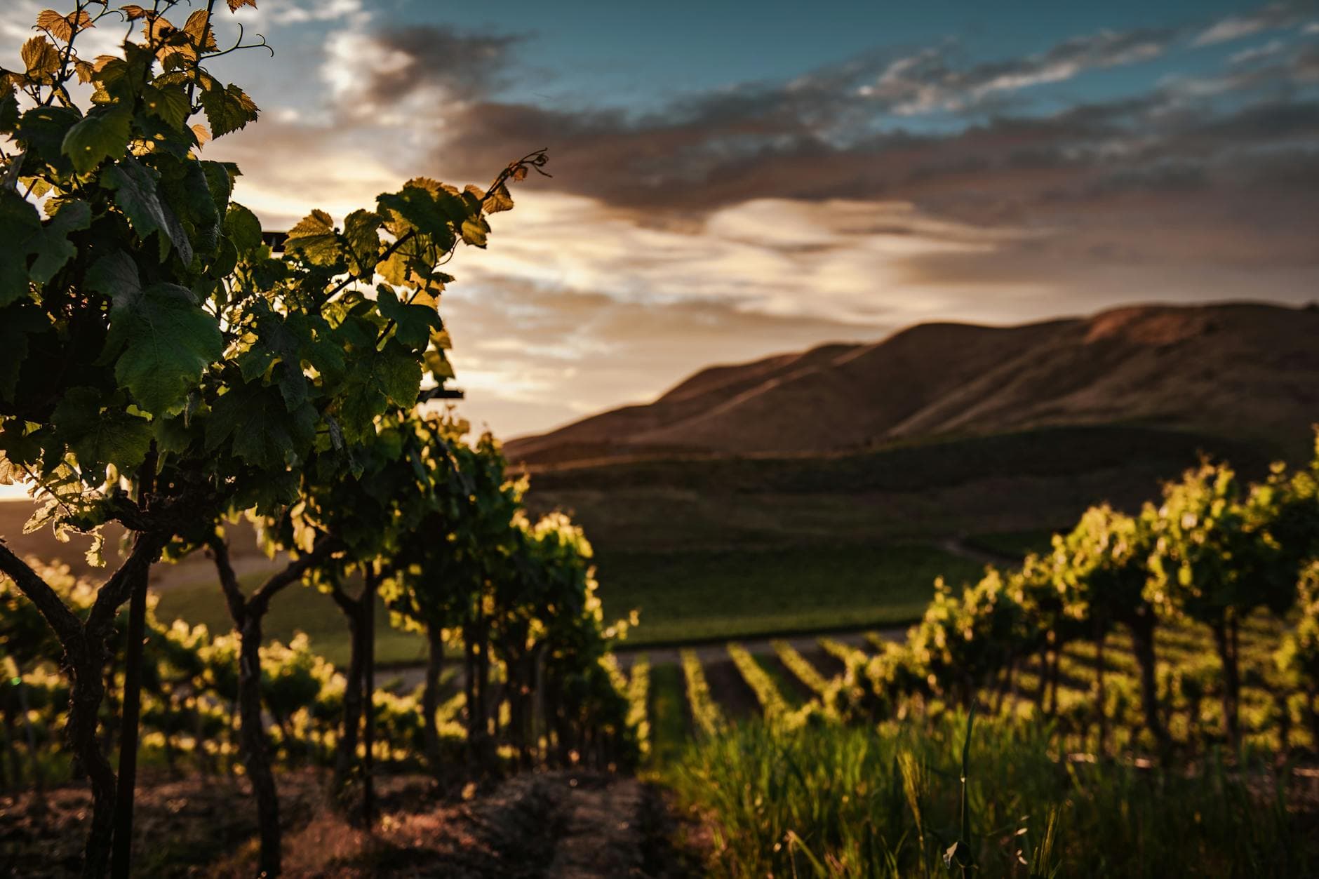 Oregon's Willamette Valley: Boutique Winery Tour