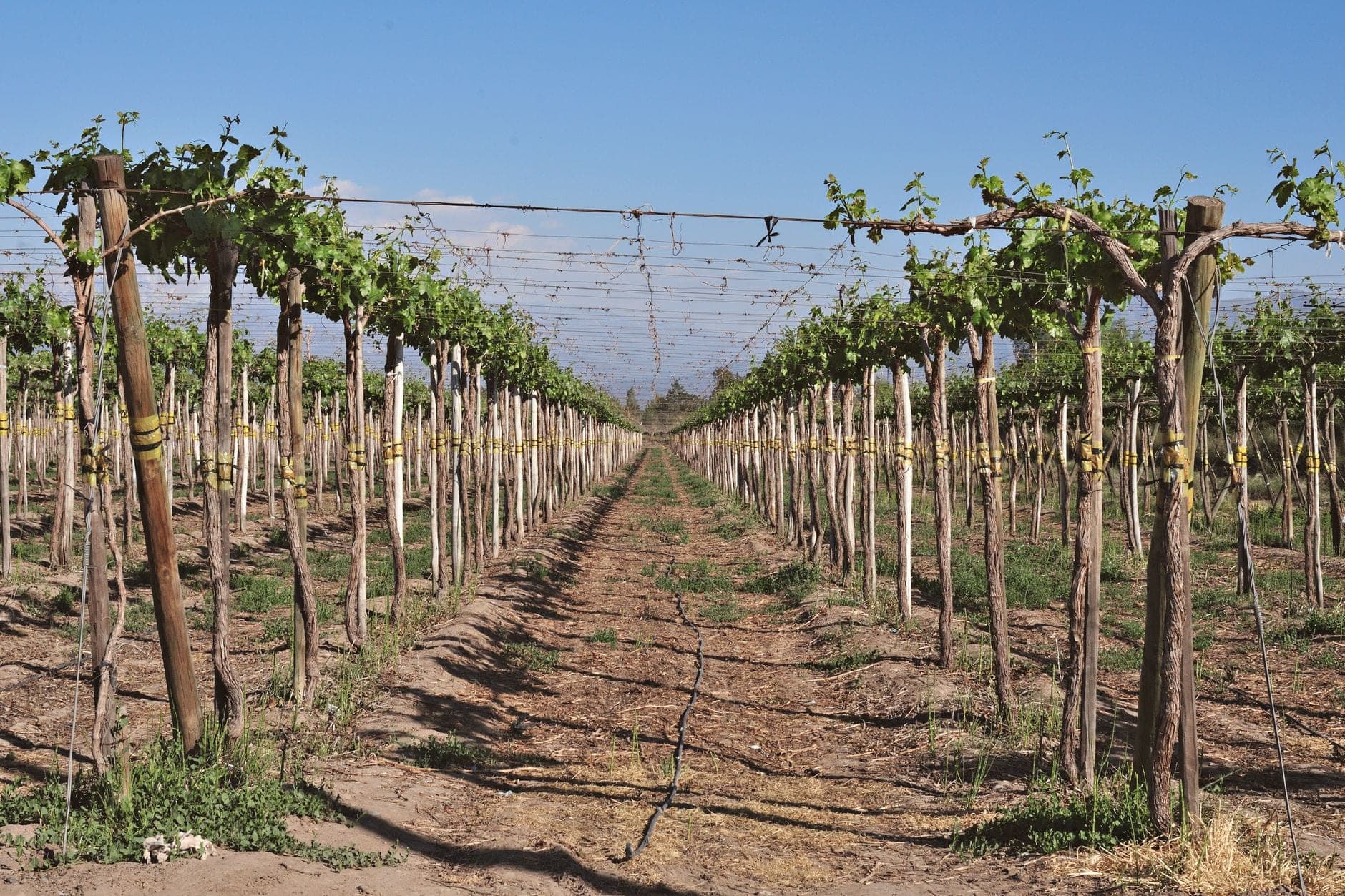 Between Montélimar and Orange Wine Travel Guide (Rhône Valley, France)