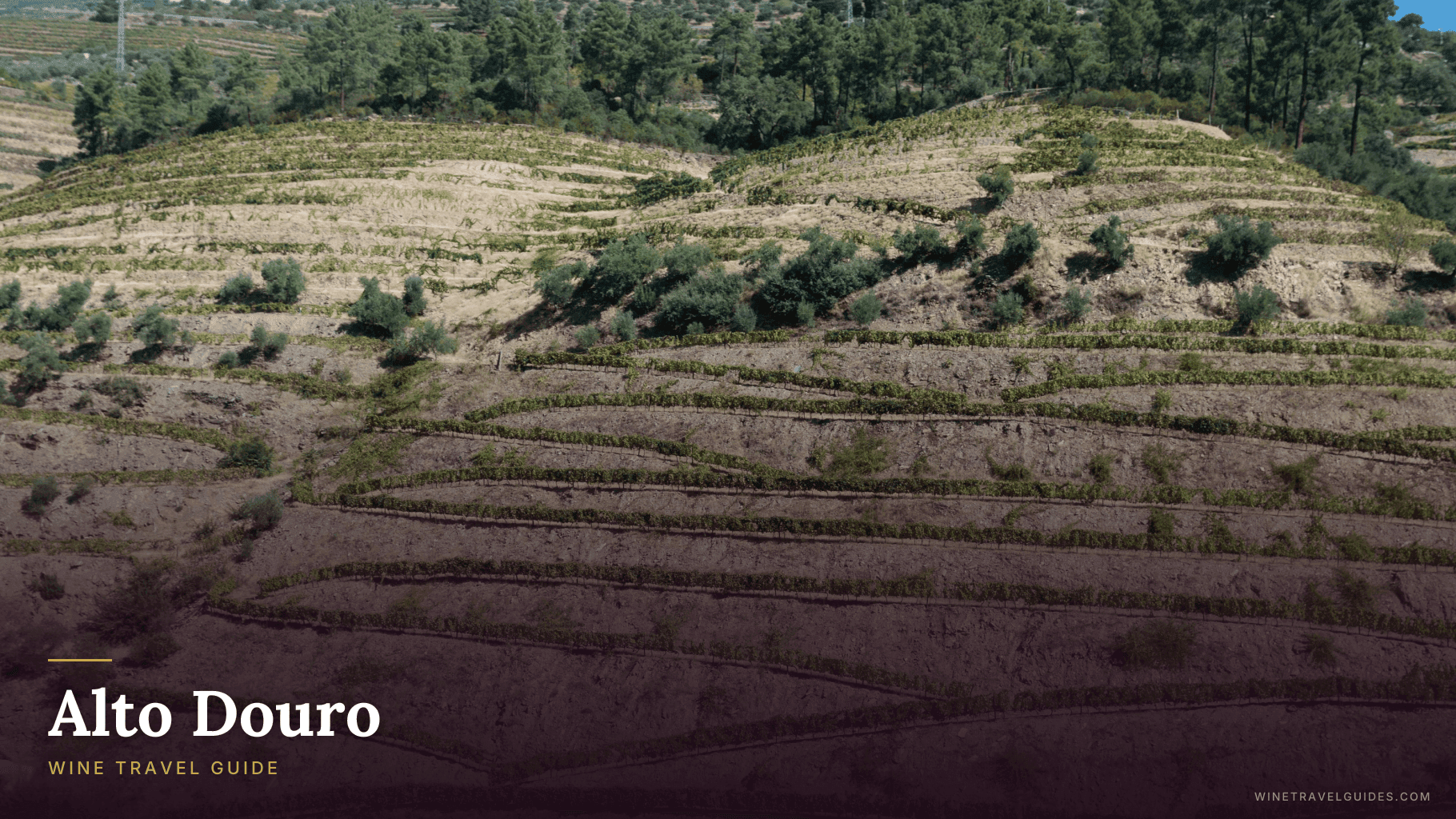 Alto Douro Wine Travel Guide (Douro Valley, Portugal)