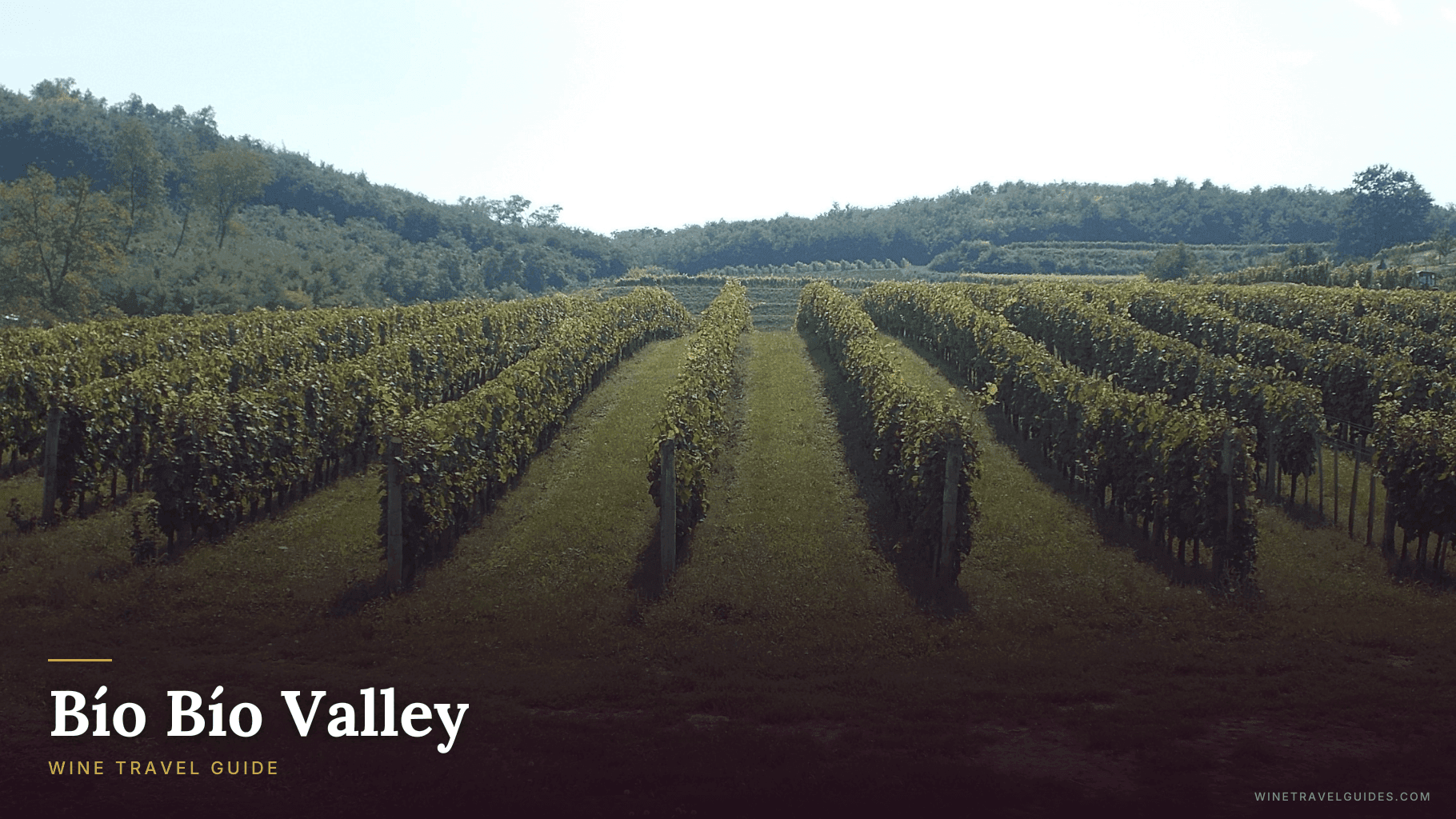 Bío Bío Valley Wine Travel Guide (Southern Regions, Chile)