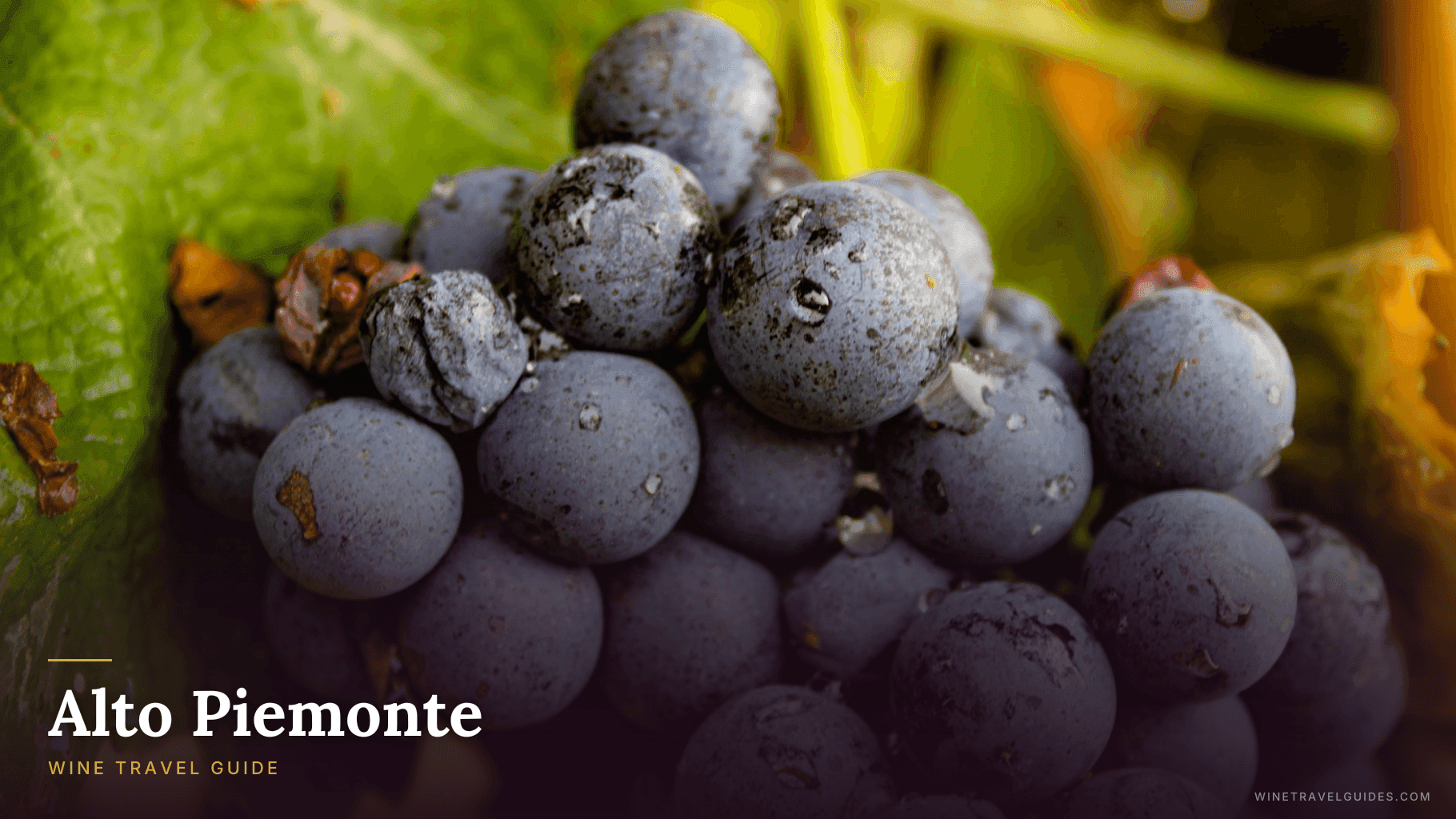 Alto Piemonte Wine Travel Guide (Piedmont, Italy)