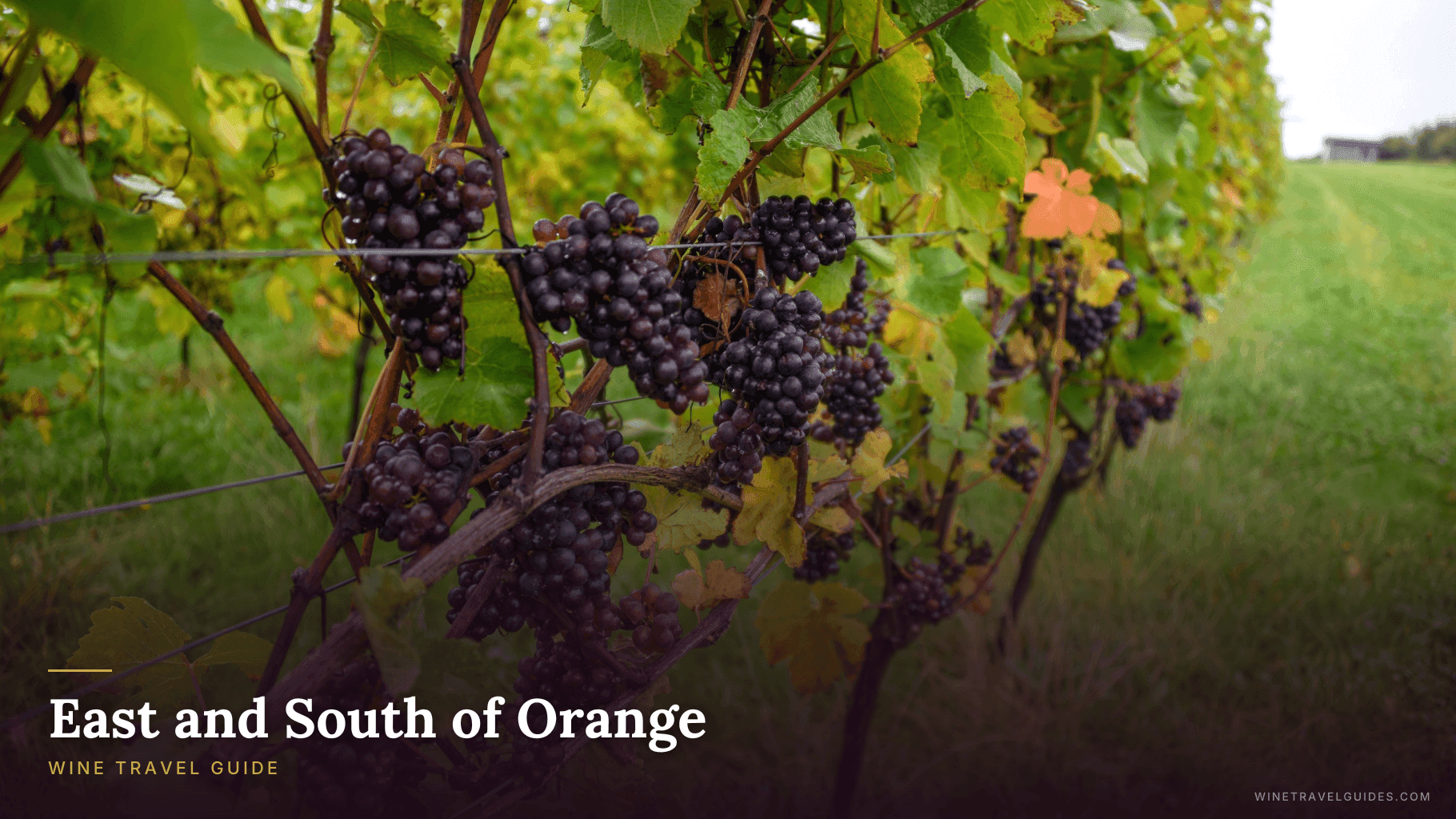 East and South of Orange Wine Travel Guide (Rhône Valley, France)