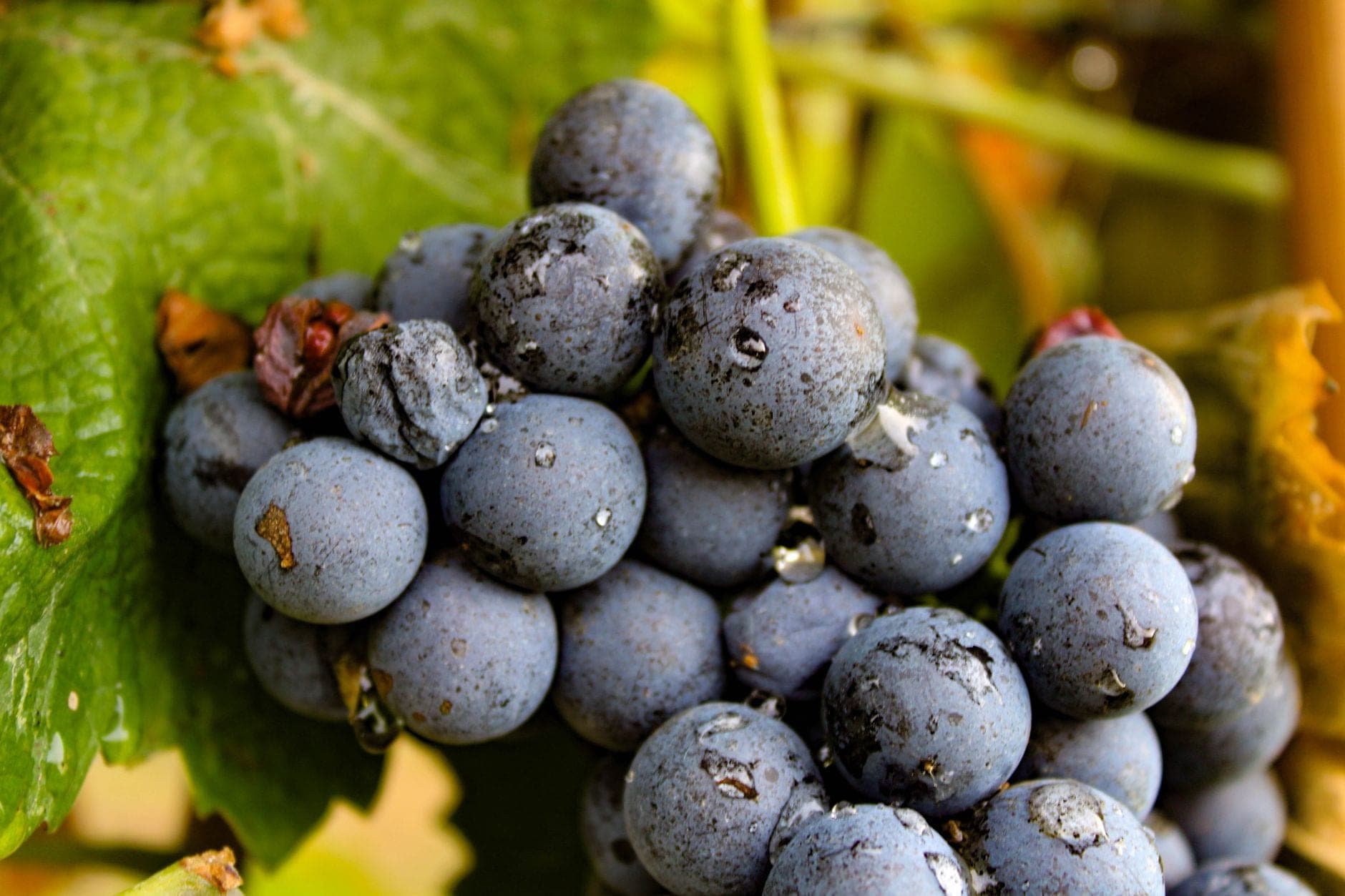 Alto Piemonte Wine Travel Guide (Piedmont, Italy)