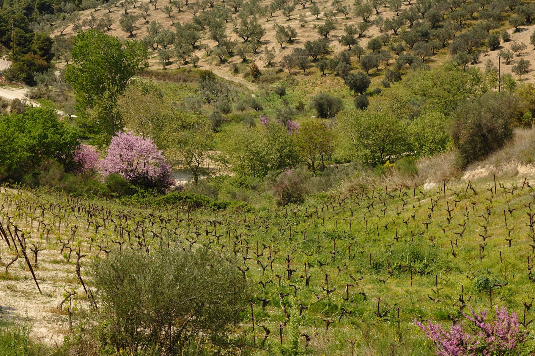 Nemea Wine Travel Guide (Peloponnese, Greece)