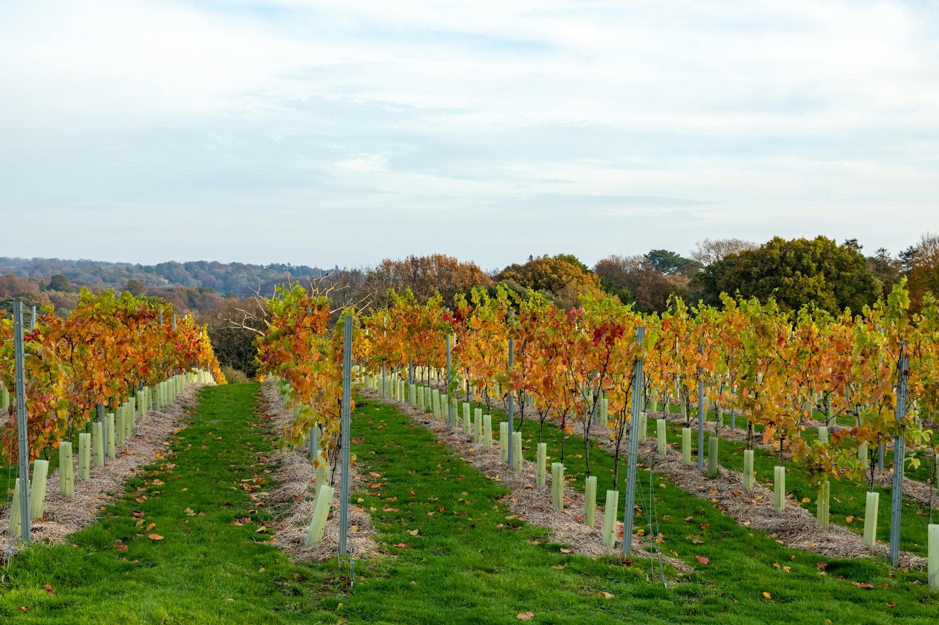 Where to Stay in Marlborough Wine Country: Complete 2026 Guide