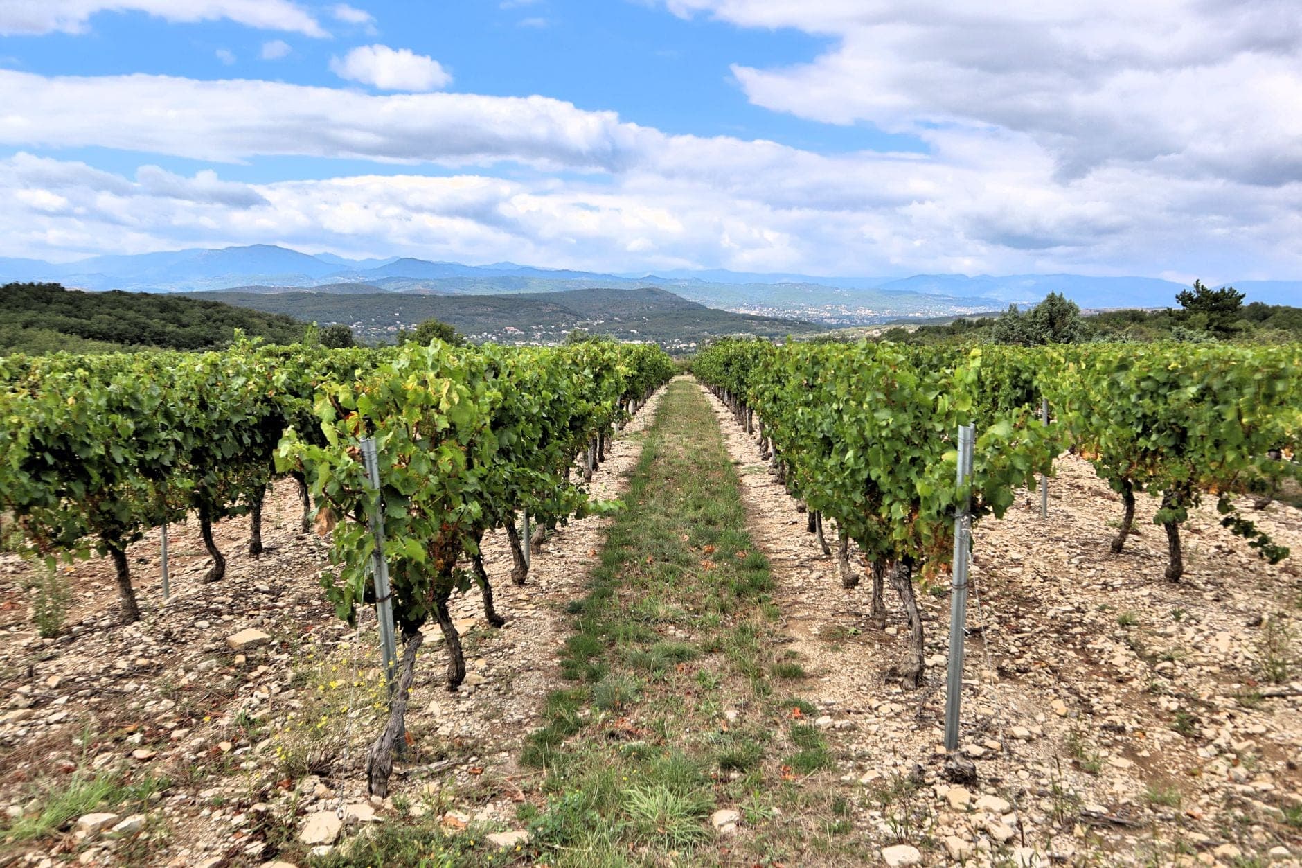 Piesport Wine Travel Guide (Mosel, Germany)