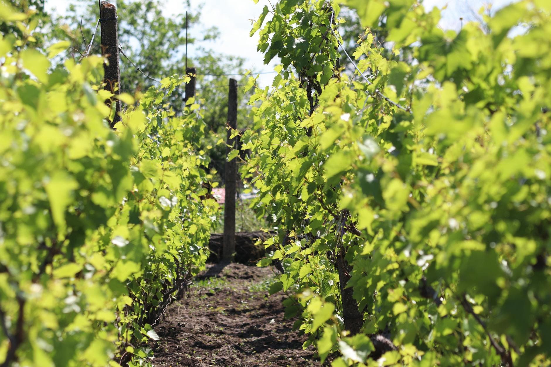 Where to Stay in Hawke's Bay Wine Country: Complete 2026 Guide