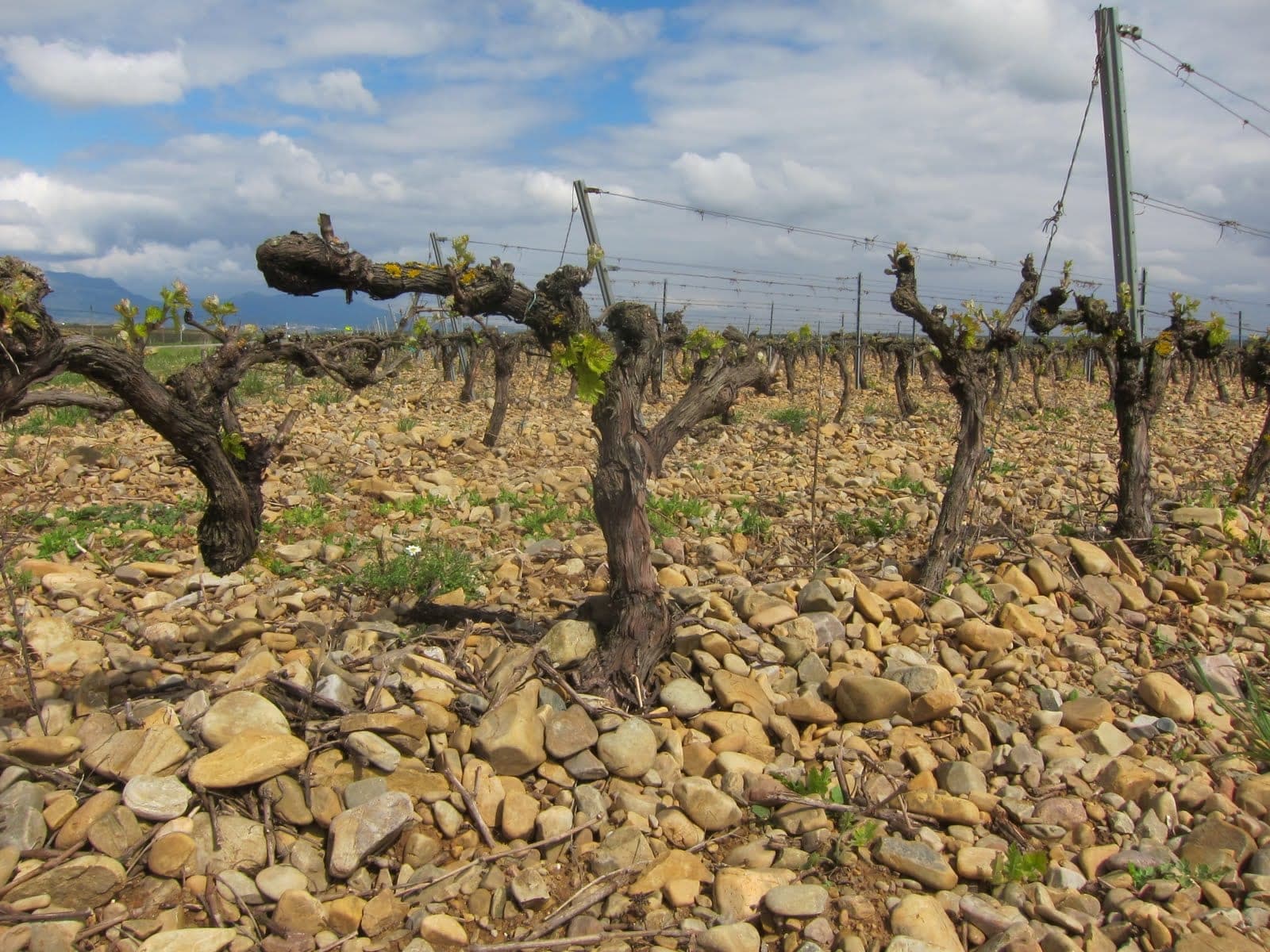 Rioja Alavesa Wine Travel Guide (Rioja, Spain)