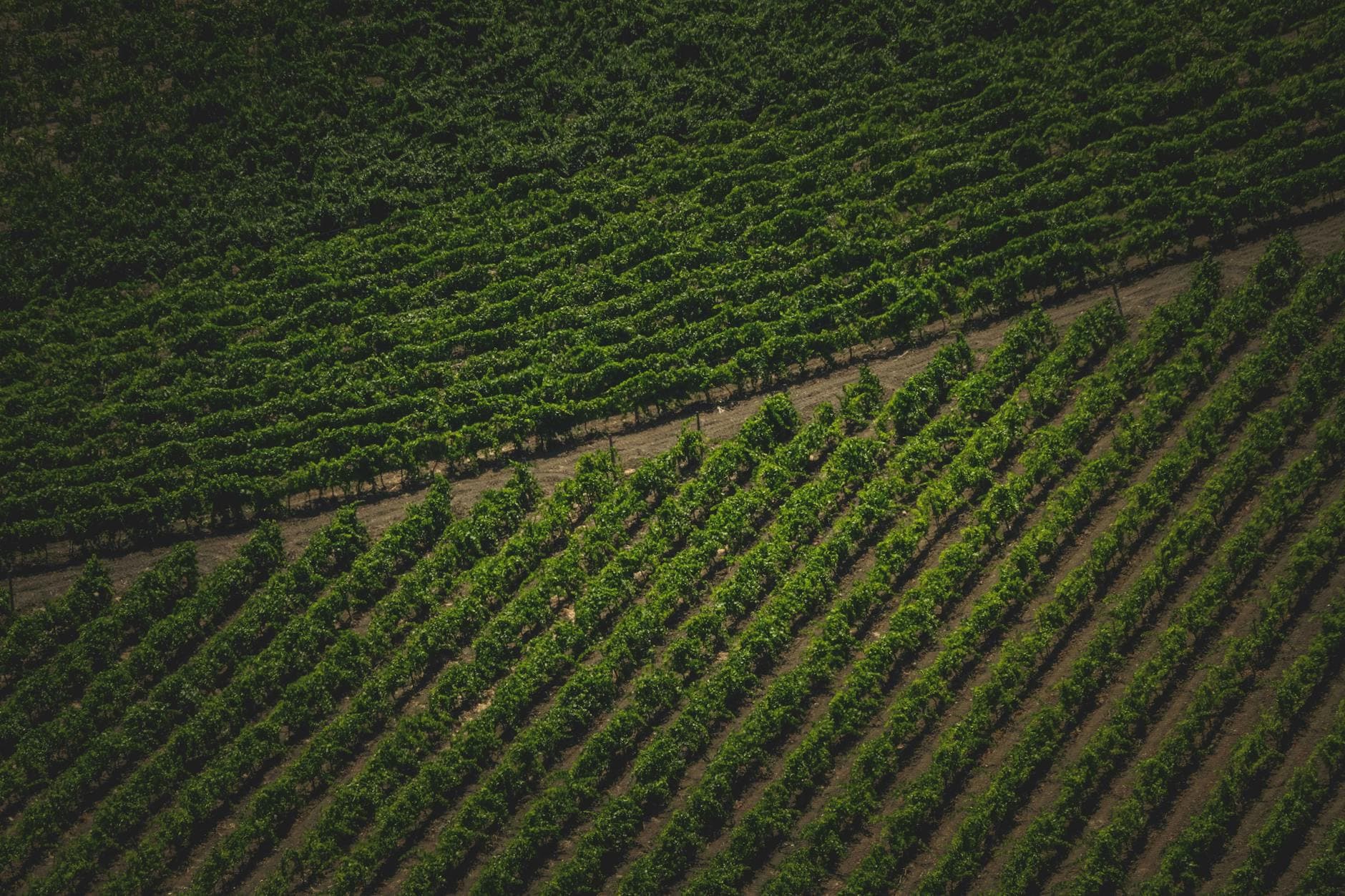 Where to Stay in Corsica Wine Country: Complete 2026 Guide