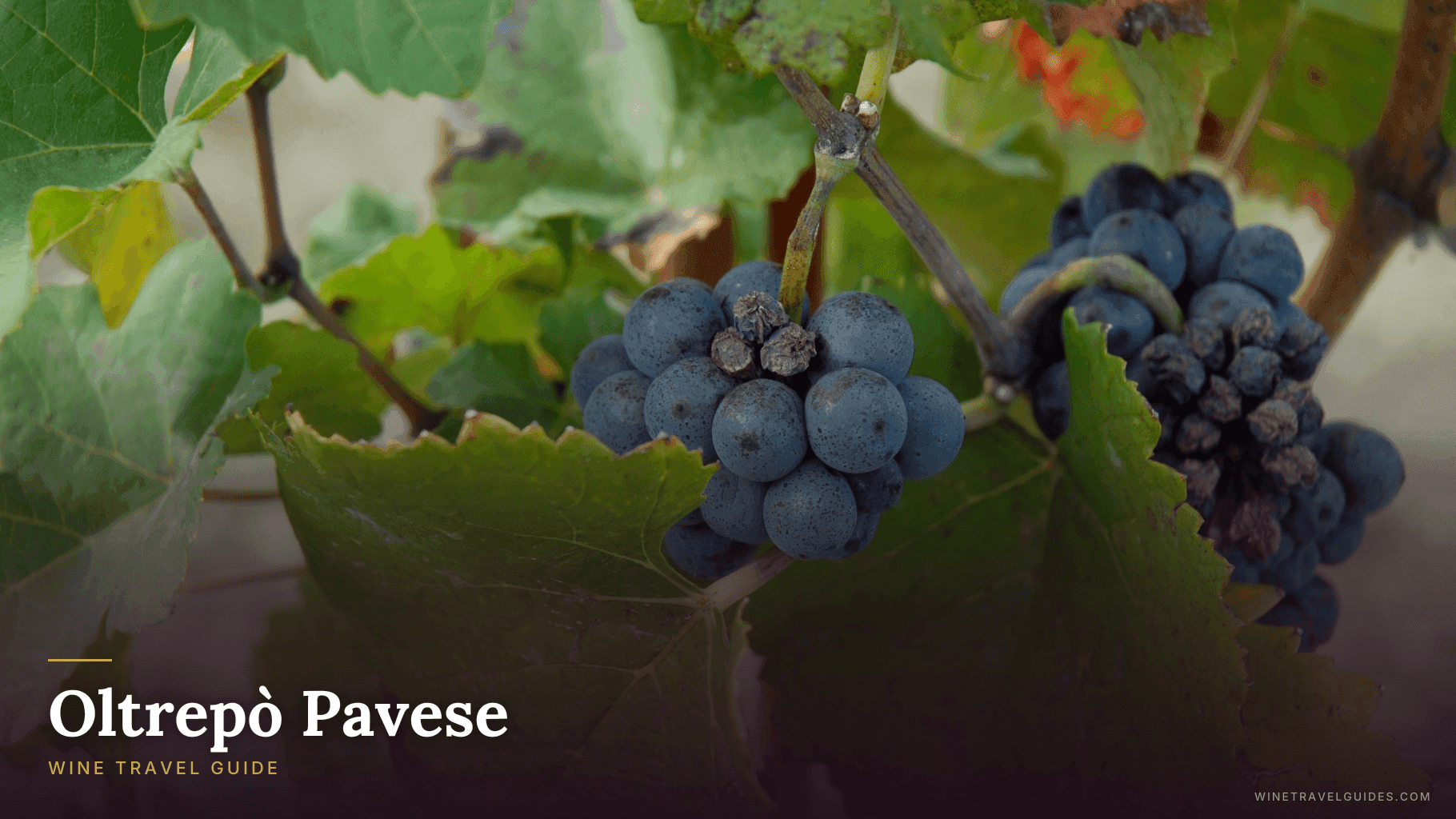 Oltrepò Pavese Wine Travel Guide (Lombardy, Italy)