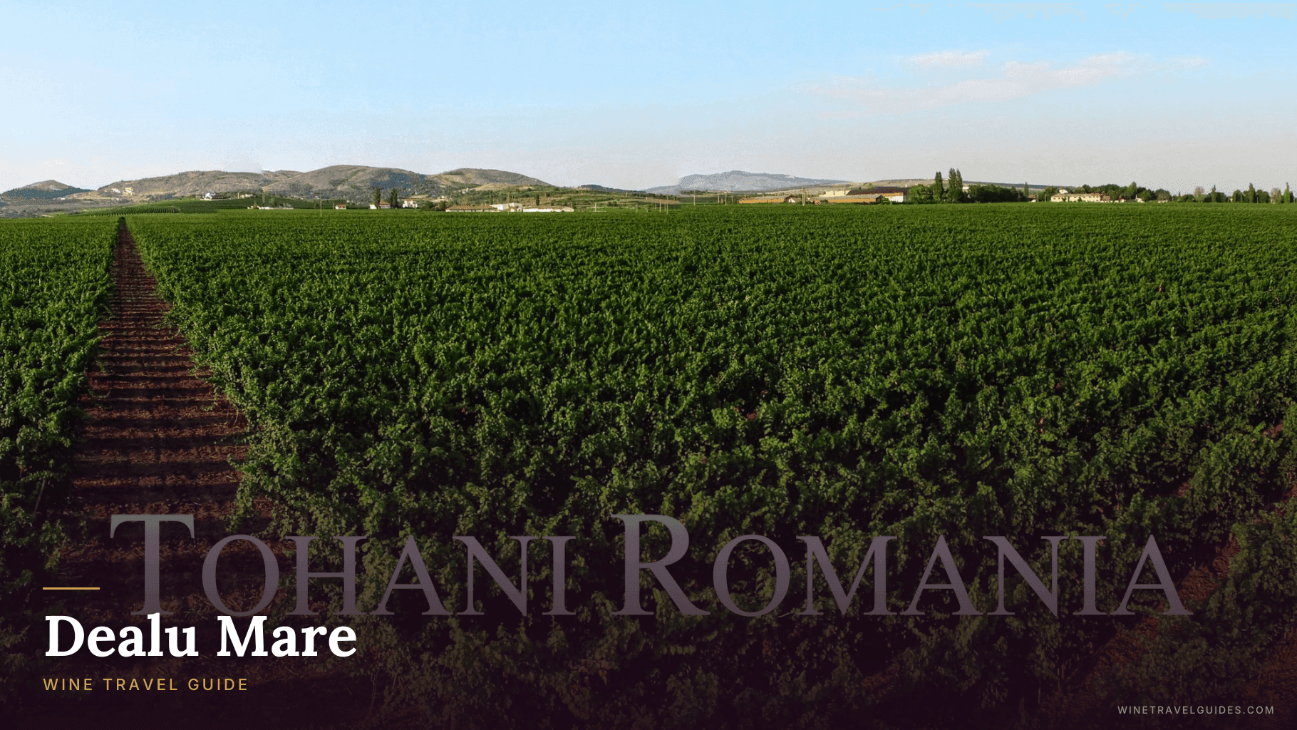 Dealu Mare Wine Travel Guide (Muntenia, Romania)