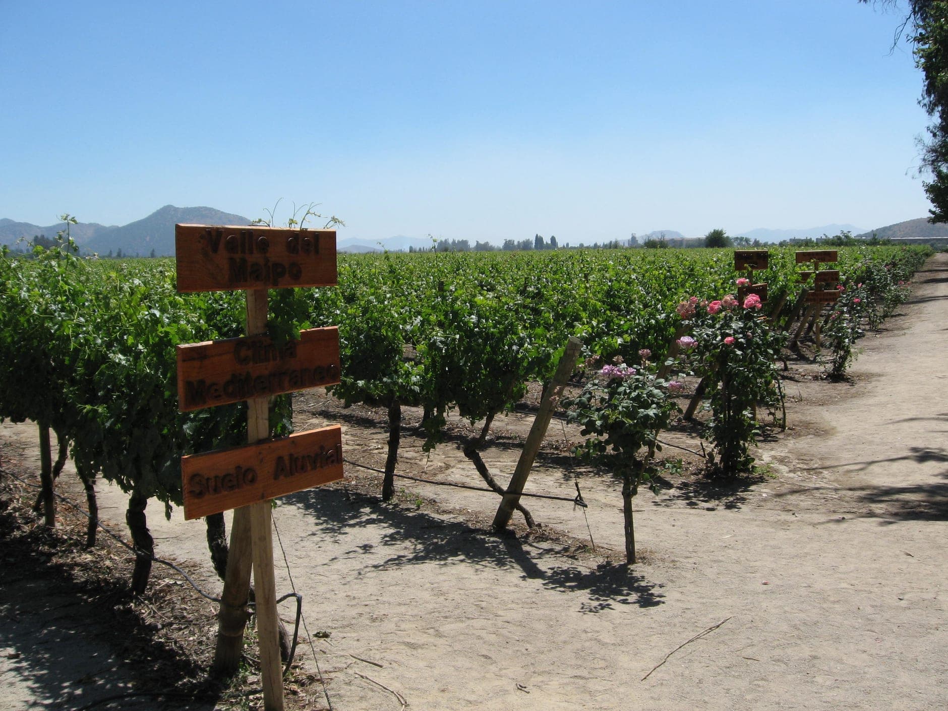 Maipo Valley Wine Travel Guide (Central Valley, Chile)